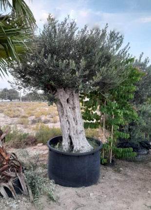 Olive Tree Aged 30 to 50 yrs old PROMO