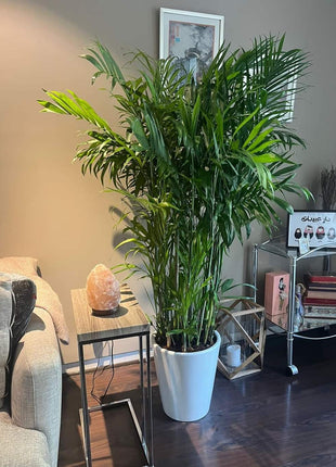 Bamboo Palm with long pot XL PROMO