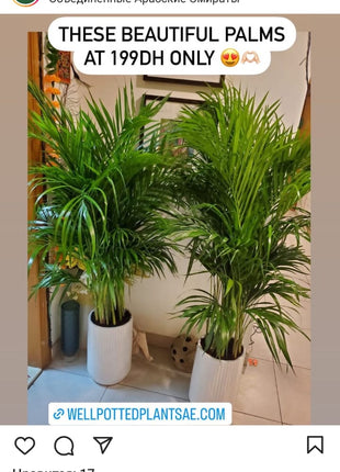 Areca Palm Bushy Each PROMO