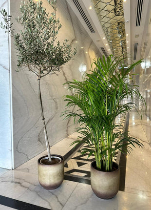 Indoor Plants Air Purifying Bundle in Beige Best Seller PROMO