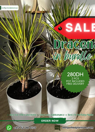 Dracaena Bundle 2pc PROMO