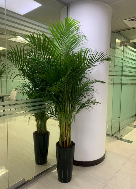 Areca Palm Long in Ceramic Pet Friendly PROMO