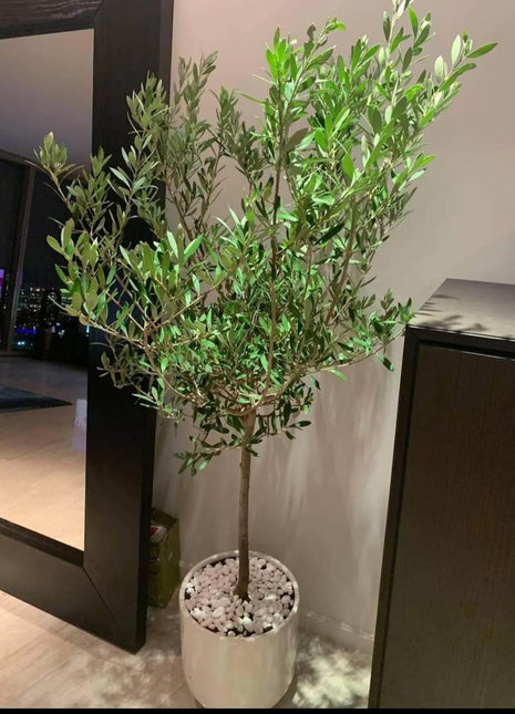 Olive Tree Bushy Premium Promo