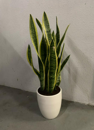 Air Purifying Bedroom Bundle (3plants) PROMO