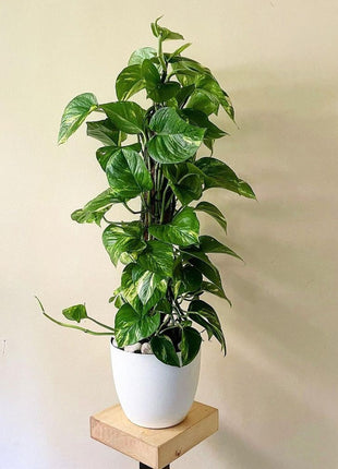 Air Purifying Bedroom Bundle (3plants) PROMO