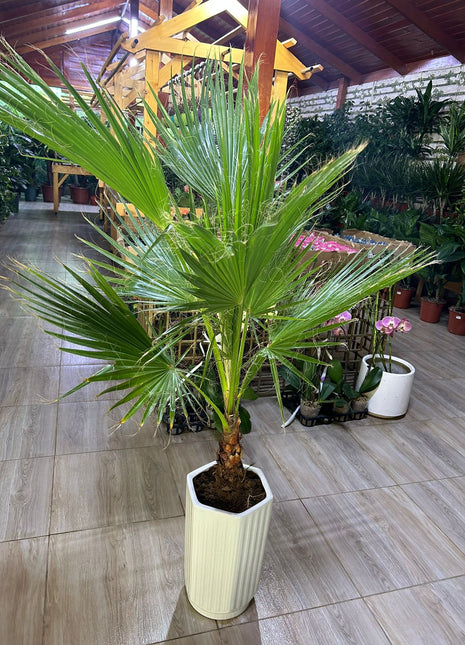 199 Washintonia Big In Long Pot PROMO