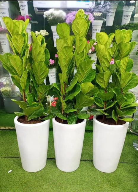 Fiddle Office Plants Bundle of 3pc in Ceramic Pot Promo