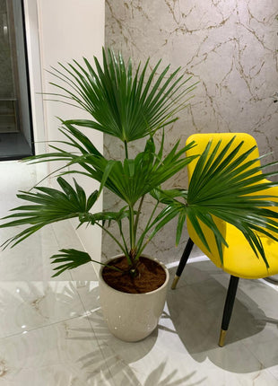 Livistonia Each PROMO