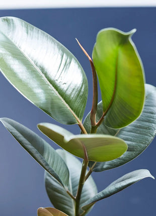 Ficus elastic Abidjan 30 – 40cm