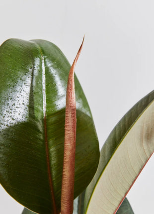 Ficus elastic Abidjan 30 – 40cm