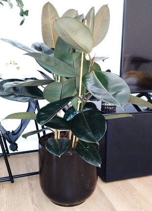 Rubber Plant In Black Ceramic Pot (Holland)  80 &#8211; 100cm