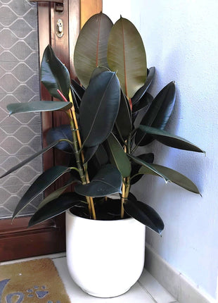 Ficus Elastica &#8220;Abidjan&#8221; or Rubber Plant (Holland)  80 &#8211; 100cm