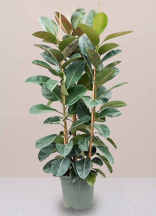 Rubber Plant Tall 3pp 1.2 to 1.5m