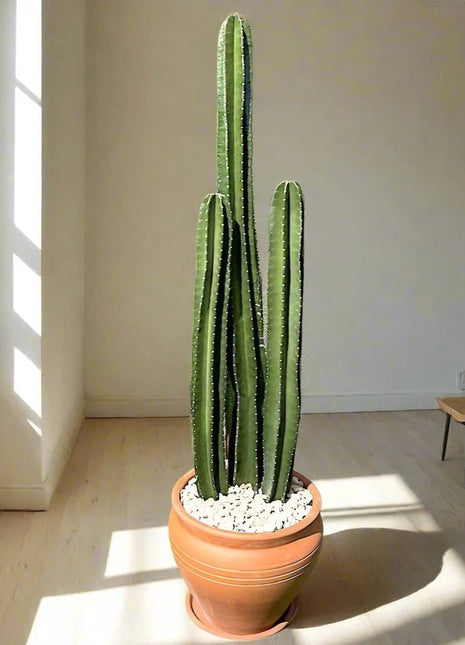 Cactus San Pedro (1.0-1.4m)