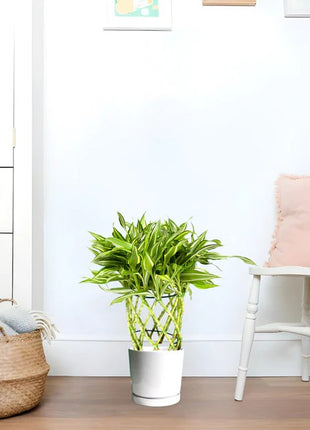 Dracaena Sanderiana | Ribbon Dracaena