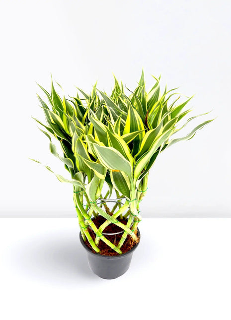 Dracaena Sanderiana | Ribbon Dracaena