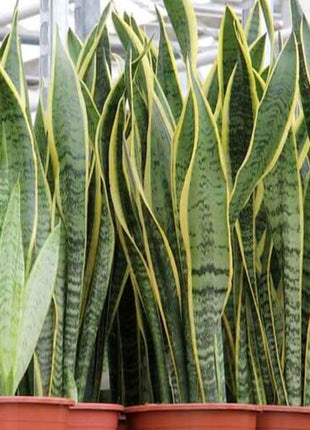 Sansevieria Trifasciata &#8216;Laurentii&#8217; or Snake Plant