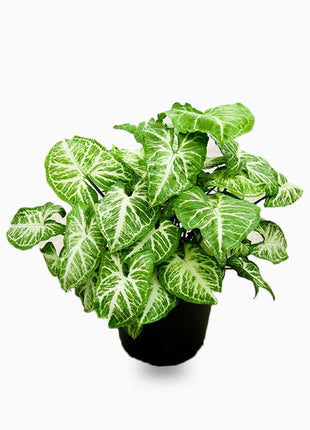 Syngonium podophyllum or Arrow Head Plant 25-30cm