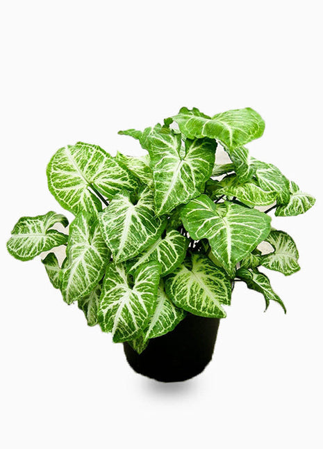 Syngonium podophyllum or Arrow Head Plant 25-30cm