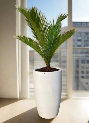 Cycas Revoluta &#8220;Sago Palm&#8221; 60-80cm in White Ceramic Pot