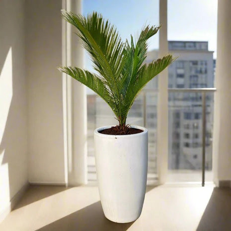 Cycas Revoluta &#8220;Sago Palm&#8221; 60-80cm in White Ceramic Pot