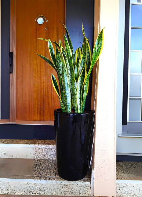 Office Snake Plant in Long Ceramic Pot 80-100cm