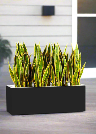 Snake Plants In Fiber Glass GRP Pot (70x30x30)