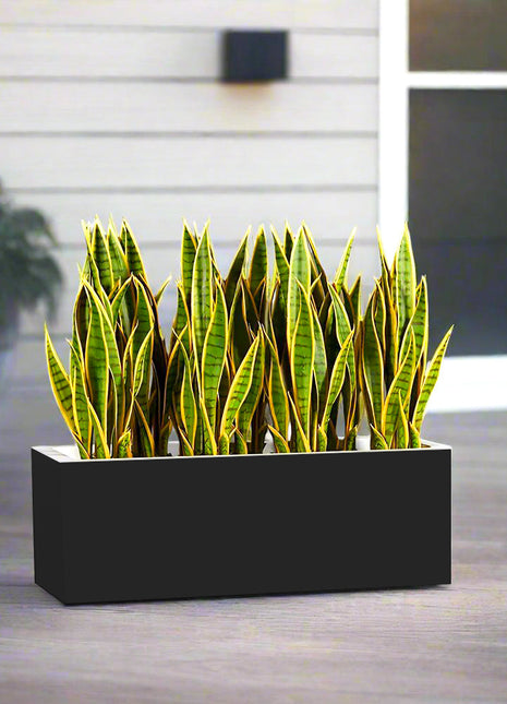 Snake Plants In Fiber Glass GRP Pot (70x30x30)