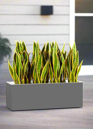 Snake Plants In Fiber Glass GRP Pot (70x30x30)