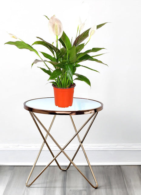 Peace Lily or Spathiphyllum or &#8220;زنبق السلام&#8221;