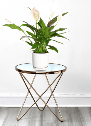 Peace Lily or Spathiphyllum or &#8220;زنبق السلام&#8221;