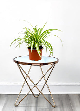 Chlorophytum Comosum &#8216;Variegatum&#8217; (Spider plant or Airplane plant)