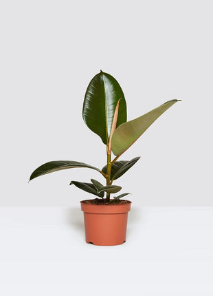 Ficus elastic Abidjan 30 – 40cm