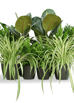 Office Starter Plant Set &#8220;Office Indoor Plant&#8221; 30-40cm