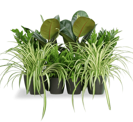 Office Starter Plant Set &#8220;Office Indoor Plant&#8221; 30-40cm