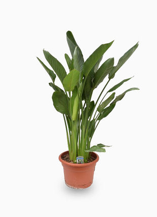 Strelitzia Reginae or Bird of Paradise طائر الجنة (Indoor No Flowers) 30 – 40cm