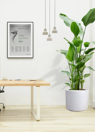 Strelitzia Nicolai or Bird of Paradise طائر الجنة