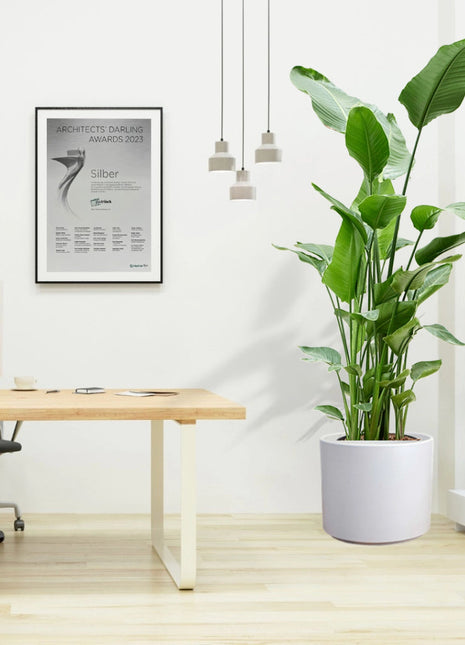 Strelitzia Nicolai or Bird of Paradise طائر الجنة