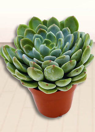 Echeveria Succulent
