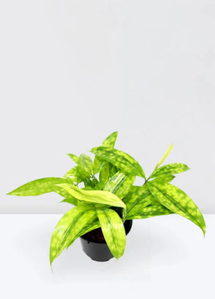 Dracaena Surculosa Aurea  | Dracaena Gold Dust 15-20cm