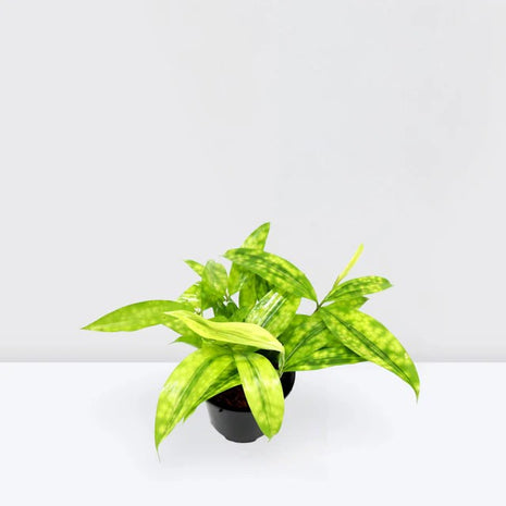 Dracaena Surculosa Aurea  | Dracaena Gold Dust 15-20cm