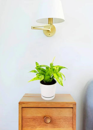 Dracaena Surculosa Aurea  | Dracaena Gold Dust 15-20cm