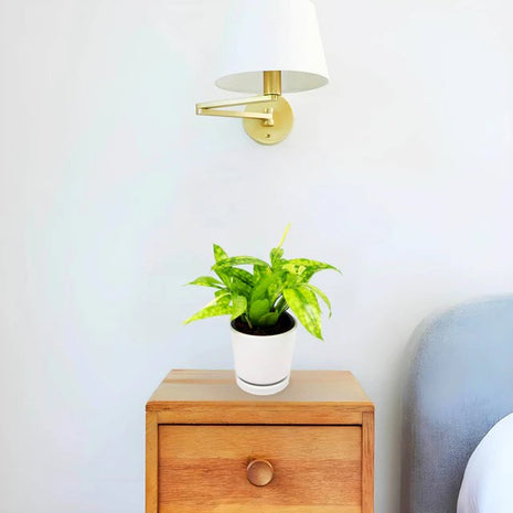 Dracaena Surculosa Aurea  | Dracaena Gold Dust 15-20cm