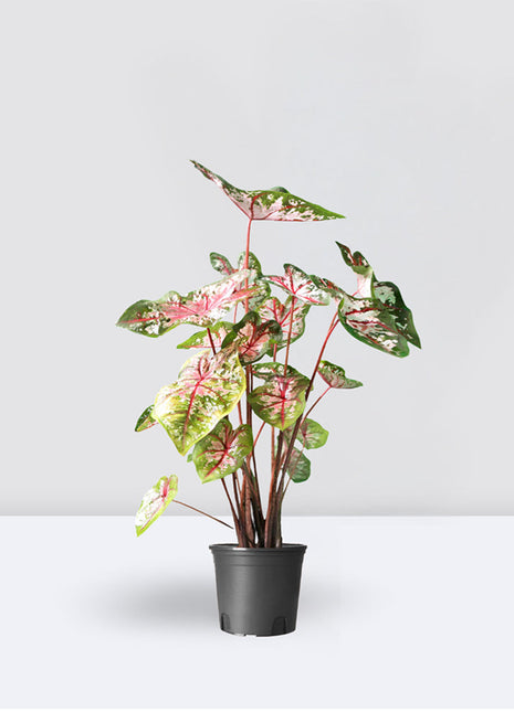 Caladiums or Angel Wings &#8220;Assorted&#8221; Top Quality Indoor Plants&#8221;