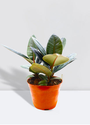 Ficus Elastica “Abidjan” (Rubber Plant – Holland 3pp) – 30cm