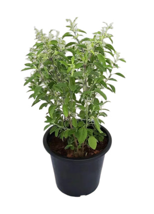 https://i0.wp.com/www.greensouq.ae/wp-content/uploads/2019/05/tulsi-plant.jpg?fit=1000%2C1000&ssl=1