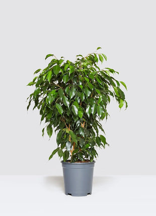 Ficus Benjamina &#8216;Danielle&#8217; Holland