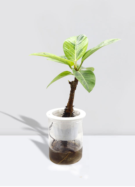 Ficus Variegated &#8211; 30cm