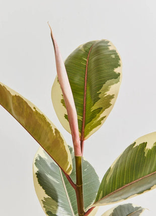 Ficus Elastica Tineke | Rubber Plant Variegated