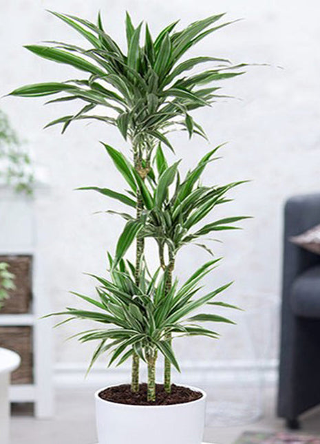 Dracaena Fragrans Deremensis &#8220;Warneckei&#8221;